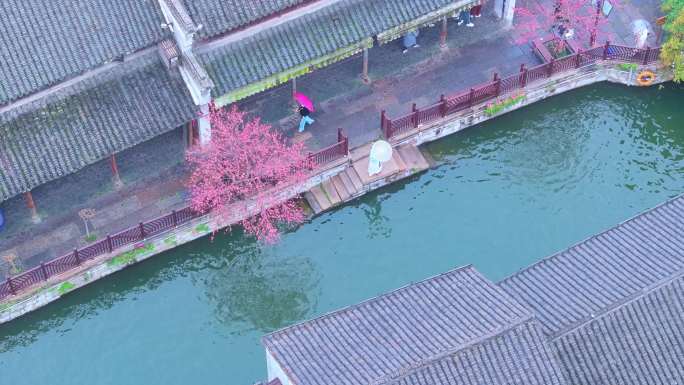 春天细雨里的水乡古镇南浔古镇风景航拍