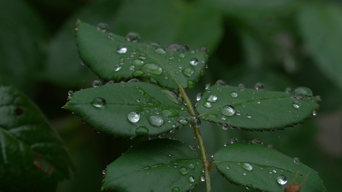 大雨将至巴山深处 陕南 自然空镜 花草