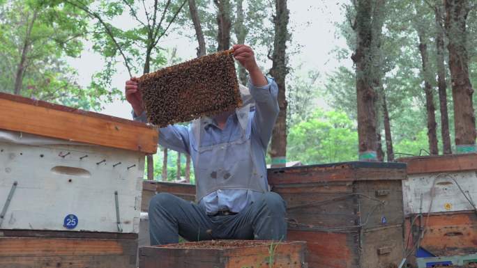 养蜂人观察养蜂场的蜜蜂