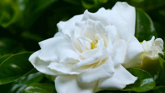 栀子花 栀子花开延时