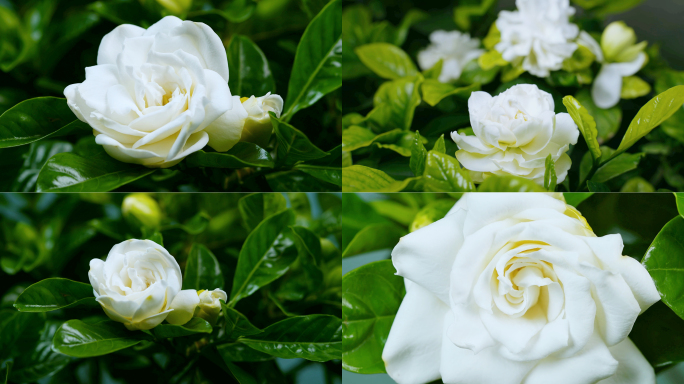 栀子花 栀子花开延时