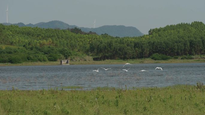 绿色自然湖泊湿地飞鸟生态风景