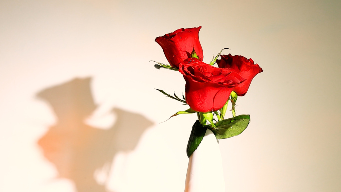 玫瑰花水滴光影 红玫瑰 情人节