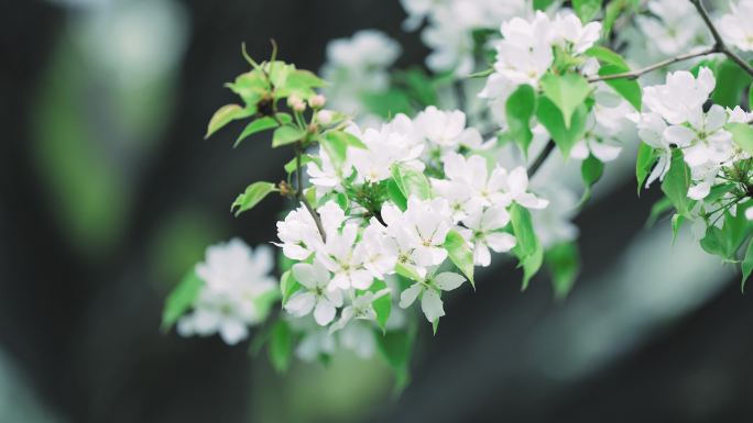 4K春天梨花桃花鲜花盛开