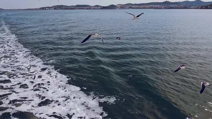 海鸥 投喂 海上游船 长岛