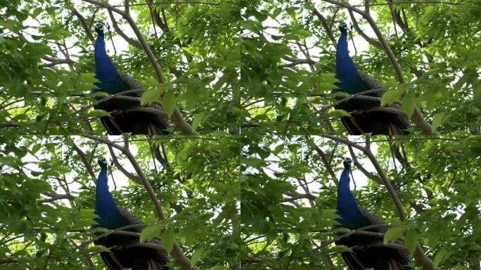 绿孔雀雄孔雀美丽的鸟类