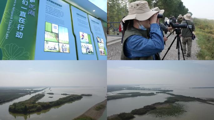 武汉沉湖国际湿地保护七壕观测站水鸟飞翔