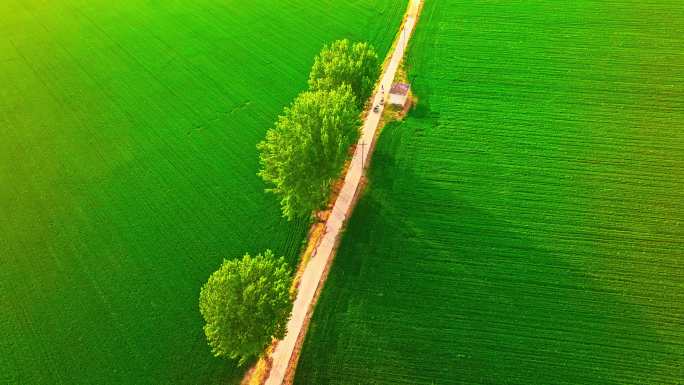 麦田灌溉