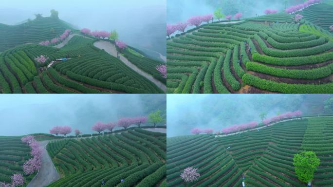 春天雨后清晨晨雾下的杭州樱花茶园风景航拍