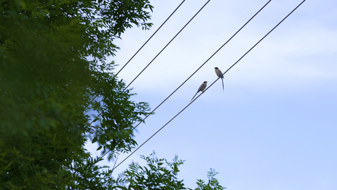 电线上的鸟 两只灰喜鹊