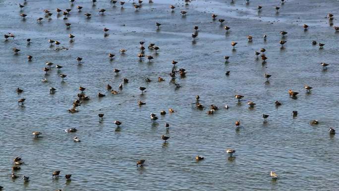 黄河口国家公园生态湿地壮观鸟浪奇观
