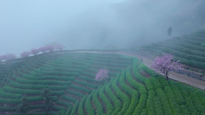 春天雨后清晨晨雾下的杭州樱花茶园风景航拍