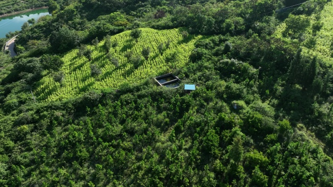 封山育林马尾松混交林天保工程