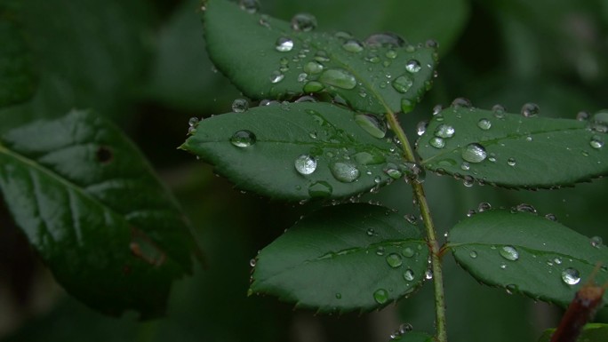 大雨将至巴山深处 陕南 自然空镜 花草