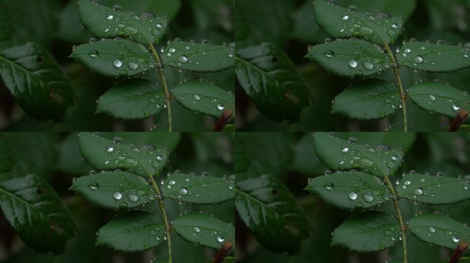 大雨将至巴山深处 陕南 自然空镜 花草