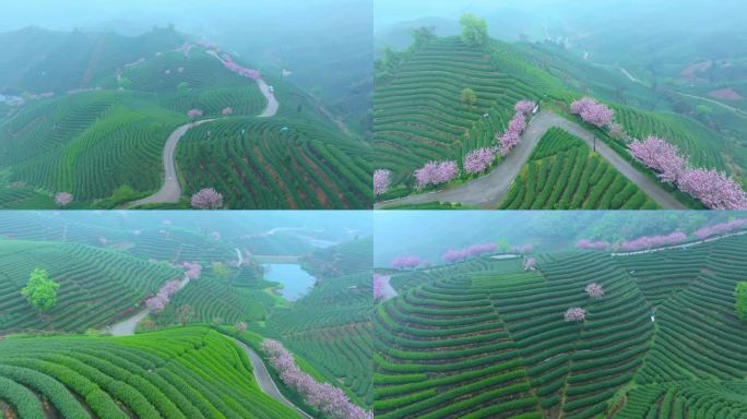 春天雨后清晨晨雾下的杭州樱花茶园风景航拍