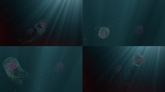 海下水母