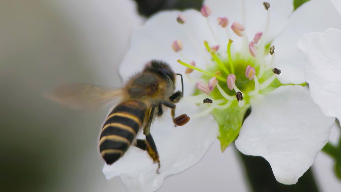 梨花盛开，蜜蜂飞来采蜜的升格微距特写