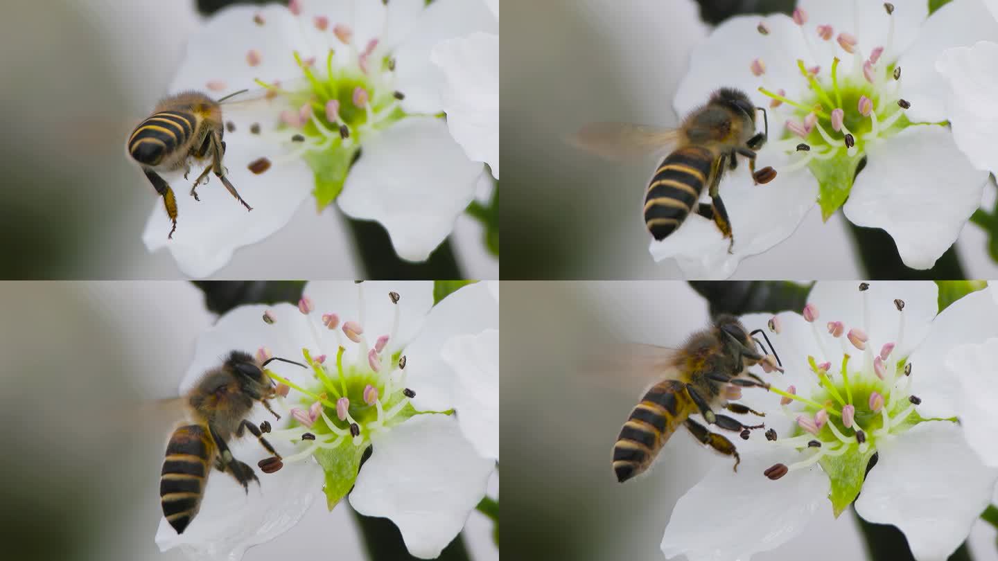 梨花盛开，蜜蜂飞来采蜜的升格微距特写