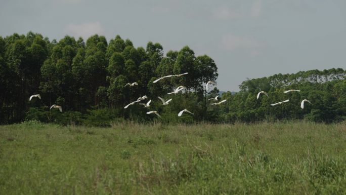 飞鸟鸟群飞翔绿色生态和谐自然