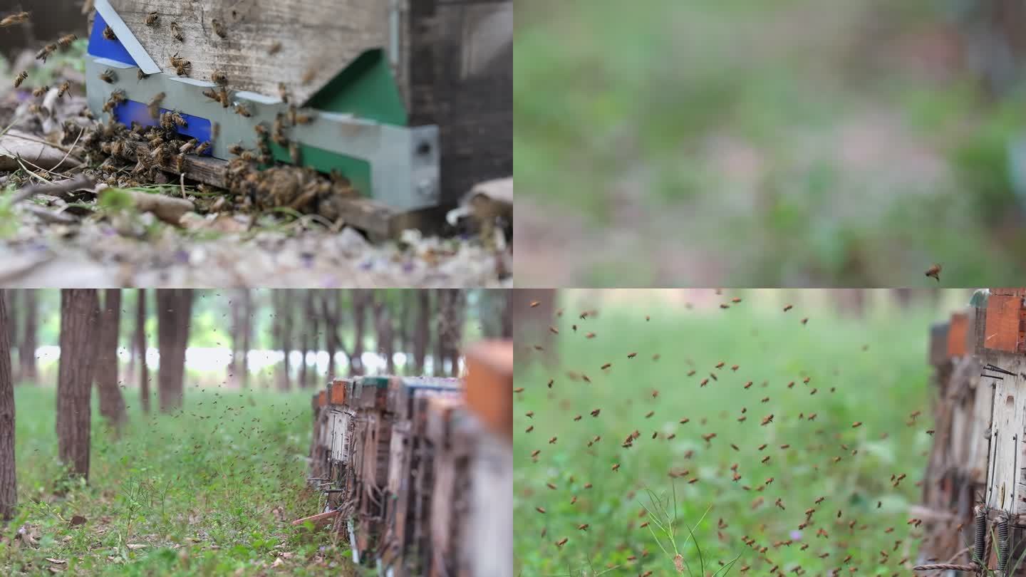养蜂场蜜蜂蜂箱