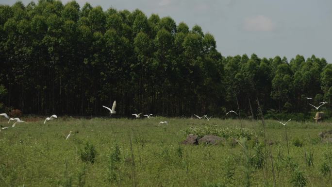 白鹭飞翔群鸟鸟类绿色自然风景