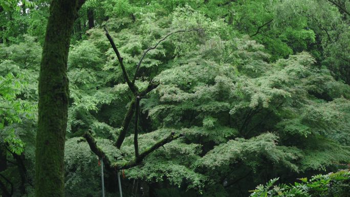 杭州西湖森林树木