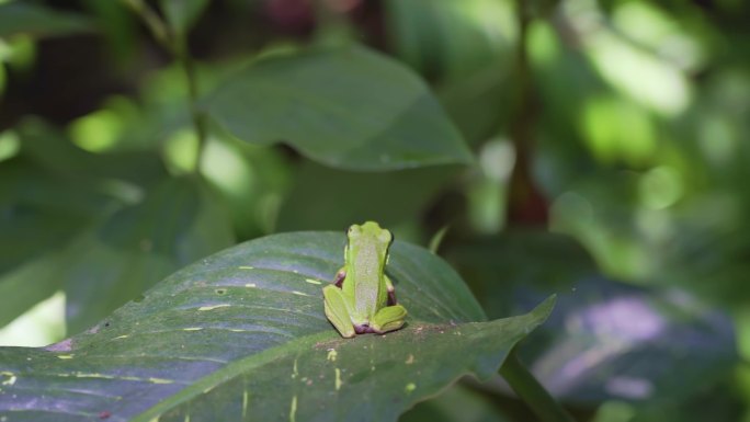 【原创4K】热带生态野生动物雨蛙趴在叶上