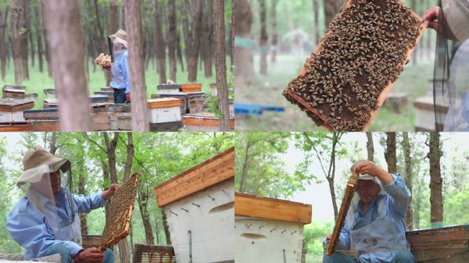 养蜂人观察养蜂场的蜜蜂