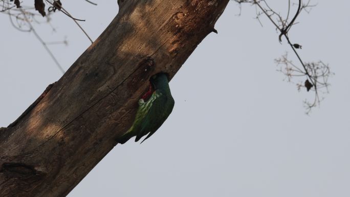 赤胸拟啄木鸟给树洞中的幼鸟喂食画面