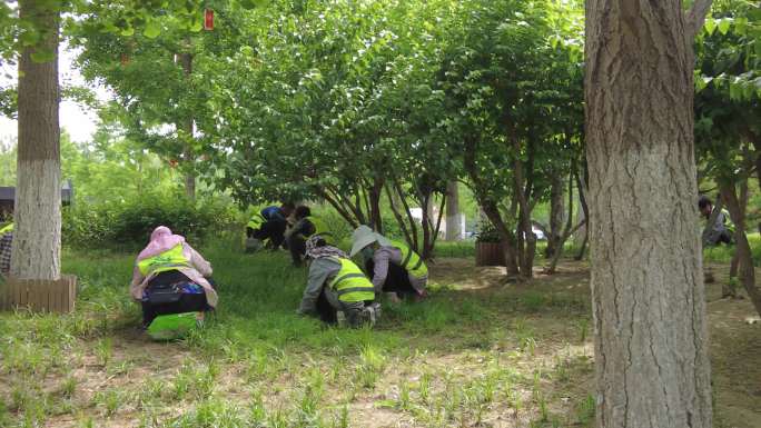 园艺工人养护绿化修剪绿化劳动者小区绿化