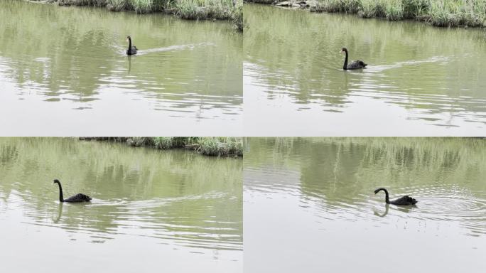 黑天鹅悠游湖面