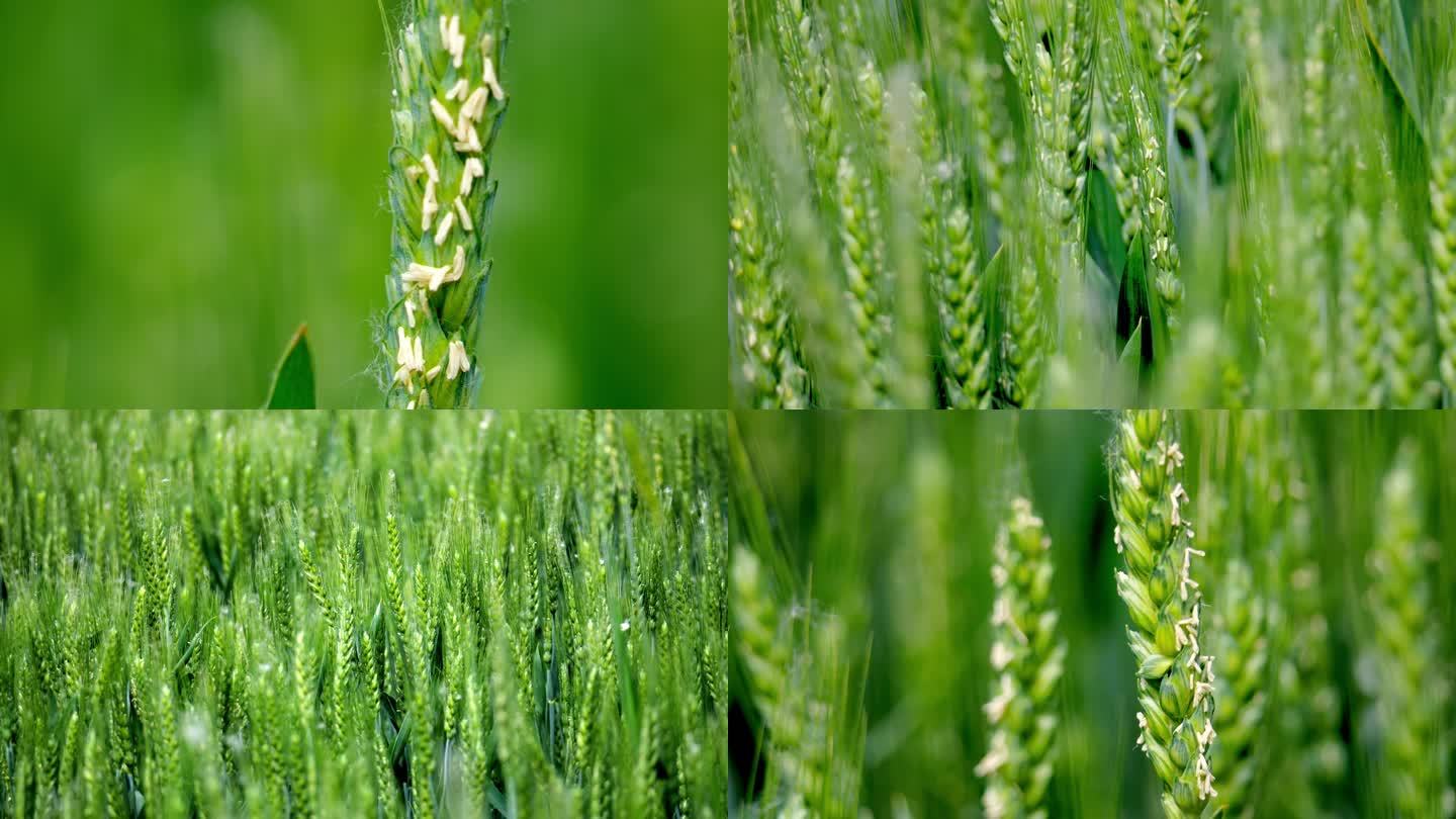 【4K】小麦扬花特写小麦开花绿油油的麦穗