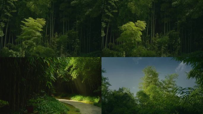 大自然 竹林 绿色 树林 生态 公园