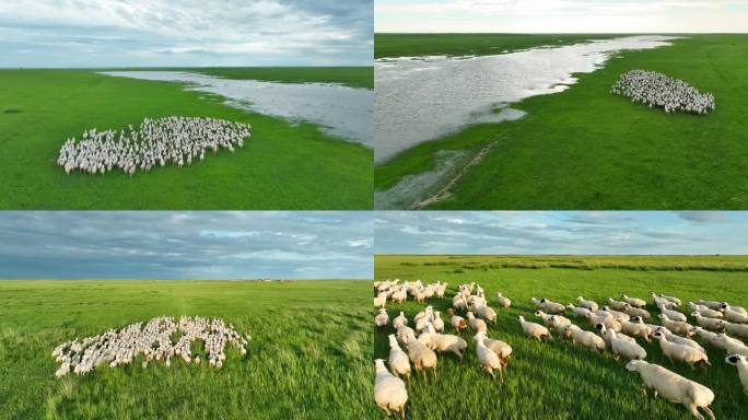 草原羊群奔跑
