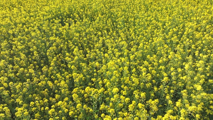 油菜花唯美意境春暖花开蝴蝶飞舞蜜蜂采蜜