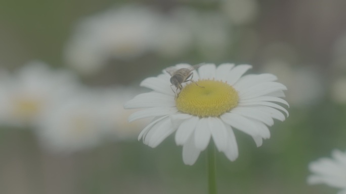 雏菊和蜜蜂2