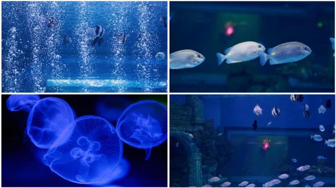 【原创实拍】海底世界海洋馆水族馆