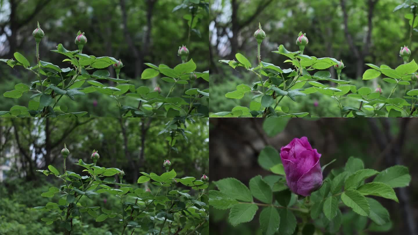 玫瑰花 花蕾 花骨朵 食用玫瑰