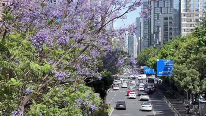 蓝花楹 鲜花盛开 成都东大街夏天街景街道