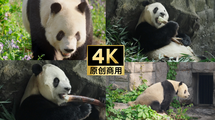 北京动物园网红大熊猫吃竹子萌二玩耍跑步