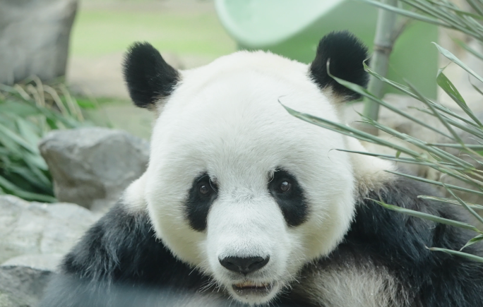 北京动物园网红大熊猫吃竹子萌二玩耍跑步