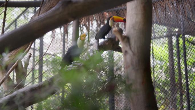 曼谷热带动物巨嘴鸟