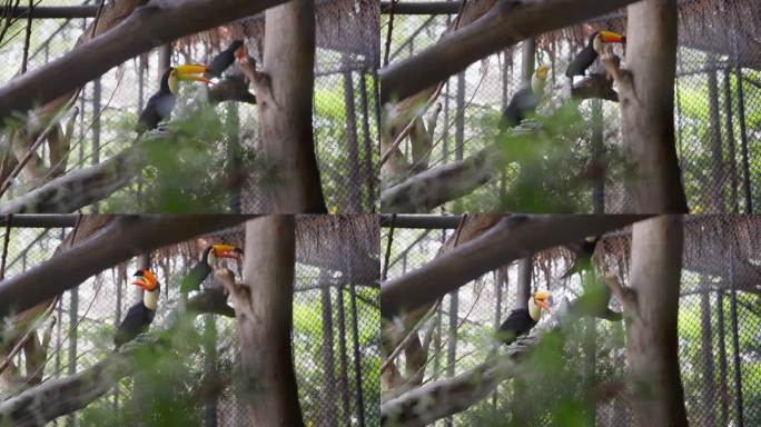 曼谷热带动物巨嘴鸟