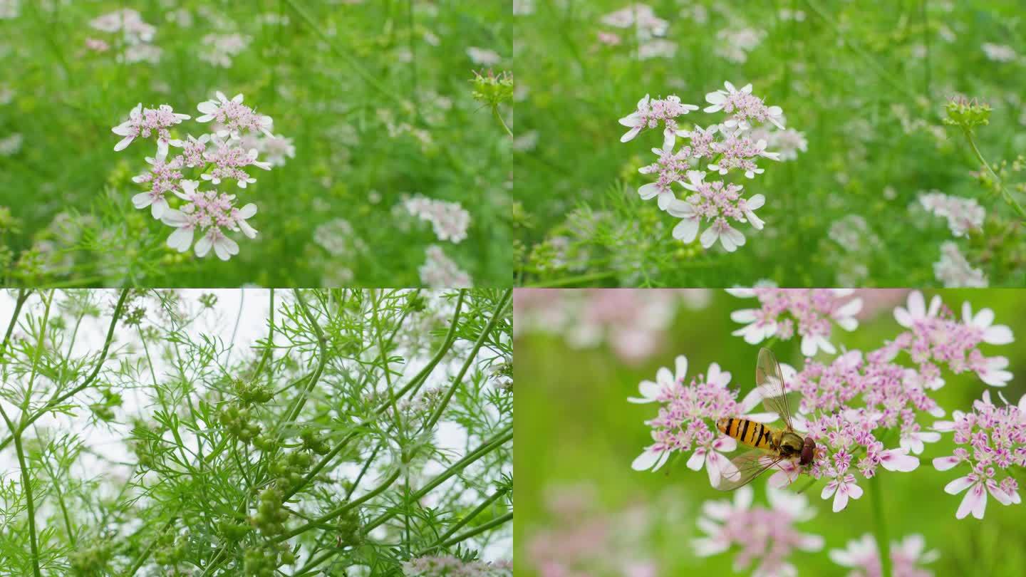 4K野花蜜蜂采蜜粉色花朵香菜花芫荽花微距