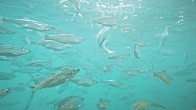 河底 蓝刀鱼 淡水鱼 清澈的水