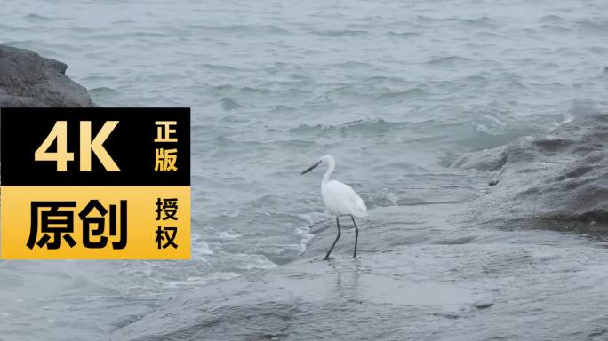 海边白鹭技术捉鱼