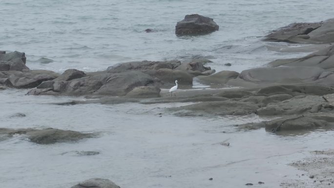 海边白鹭技术捉鱼