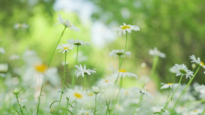 公园中的大滨菊花丛