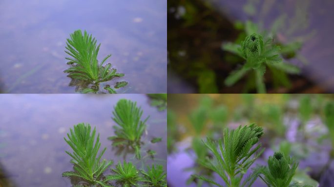 狐尾藻凤凰草特写